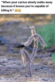 a picture of a cactus with the caption " when your cactus slowly walks away