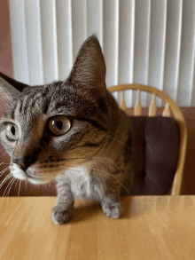 a cat sitting on a wooden table with a chair in the background