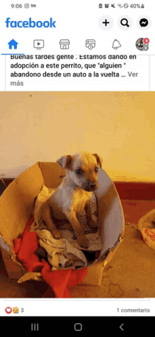 a puppy is in a cardboard box on facebook