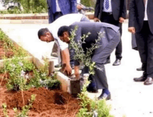 a group of men are planting trees in a garden