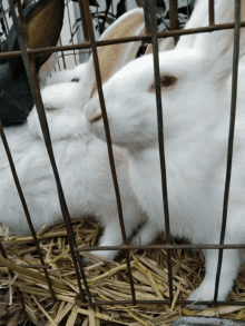 a couple of white rabbits in a cage