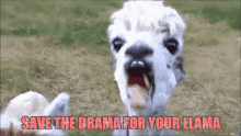 a llama with its mouth open and the words save the drama for your llama on the bottom