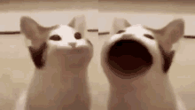 a cat with its mouth open is looking at the camera .