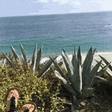 a person wearing flip flops is standing in front of a plant with a view of the ocean behind it