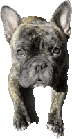 a french bulldog laying down looking at the camera with a white background