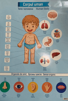 a poster showing the organs of the human body in different languages