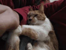 a cat laying on a person 's lap with a red shirt on