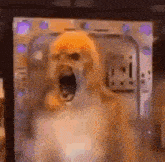 a close up of a dog with its mouth open in a room .