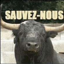 a black bull with long horns is standing in front of a sign that says sauvez-nous .