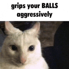 a white cat with a caption that says ' grips your balls aggressively ' on it