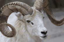 a close up of a white ram with very long horns .