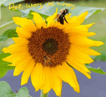 two bees on a sunflower with the words " don t worry be happy " written on the bottom