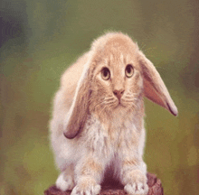 a cat with bunny ears is sitting on a rock