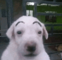 a white puppy with a fake eyebrow on its face .