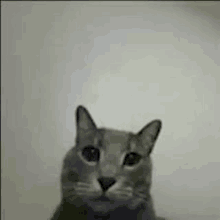 a close up of a cat 's face against a white wall