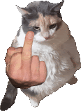 a cat is giving a middle finger to a person .