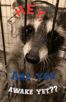 a raccoon in a cage with the words " hey are you awake yet "