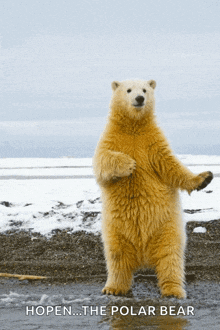 a polar bear standing on its hind legs with the words " hopen ... the polar bear " below it