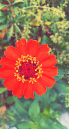 a close up of an orange flower with a yellow center