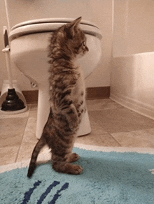 a kitten stands on its hind legs in front of a toilet