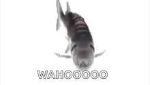 a fish is swimming in the water with the words wahoooo written below it .