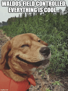 a dog is smiling in front of a field of plants with the caption waldo 's field controlled everything is cool ..