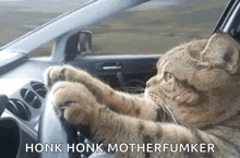 a cat is driving a car with its paws on the steering wheel and says honk honk motherfumker .
