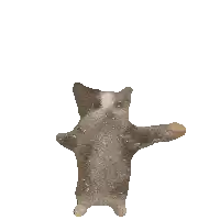 a cat with a white spot on its chest is flying through the air