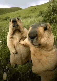 a couple of ground squirrels standing next to each other in a field .