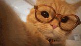 a cat wearing glasses looks at the camera