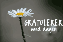 a white daisy with the words gratulerer med dagen written below it