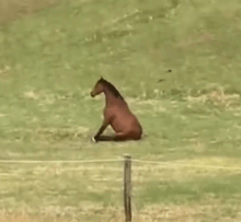 a brown horse is sitting on top of a grass covered field .