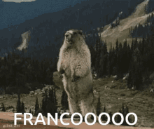 a marmot standing on its hind legs with the word francoooo written on the bottom