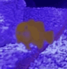 a yellow fish is swimming in a purple tank with a purple background .