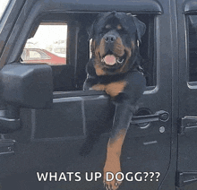 a dog is sticking its head out of a car window .