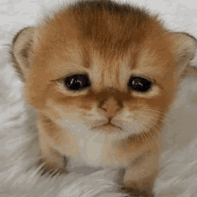 a small kitten is sitting on a white blanket and looking at the camera with a sad look on its face .