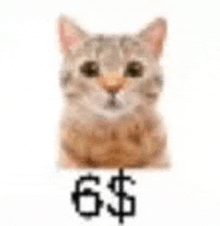 a close up of a cat 's face with a dollar sign next to it .