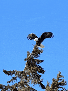 a bald eagle perched on top of a snowy tree