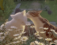 two cats are kissing in a field of flowers