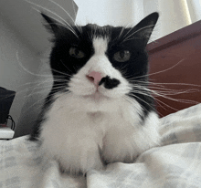 a black and white cat is laying on a bed looking at the camera