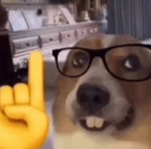 a close up of a dog wearing glasses and giving a thumbs up .