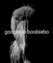 a black and white photo of a bird with the words googiego boobiebo written above it