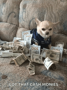 a dog is sitting on a couch with a pile of money and the words got that cash monies