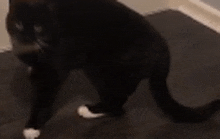 a black cat with white paws is standing on a carpeted floor .