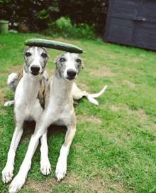 two dogs laying on the grass with a cucumber on their heads