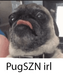 a pug dog with its tongue hanging out and the words pugszn irl below it .