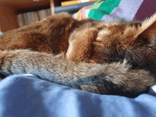 a close up of a cat laying on a bed