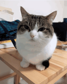 a cat is sitting on a wooden table and looking at the camera with a bag in the background