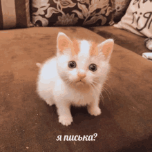 a white and orange kitten is sitting on a brown couch with the words " я писька " written on the bottom