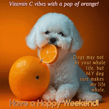 a white poodle with an orange slice in its mouth and the words have a happy weekend